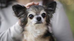 В 2026 году вступят в силу новые правила размещения туристов с питомцами - Фото