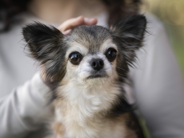 В 2026 году вступят в силу новые правила размещения туристов с питомцами - Фото