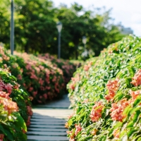 На благоустройство парков и скверов Мурманска выделят почти 71 млн рублей