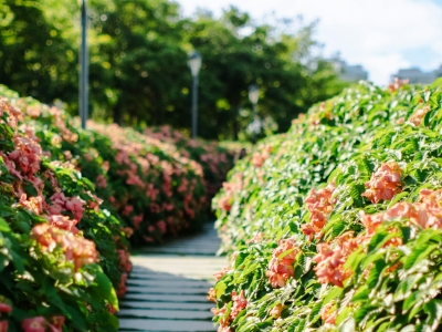 На благоустройство парков и скверов Мурманска выделят почти 71 млн рублей