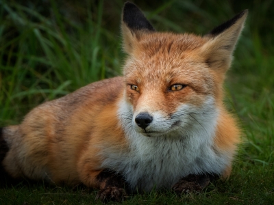 В трех населенных пунктах Тюменской области сняли ограничения по бешенству