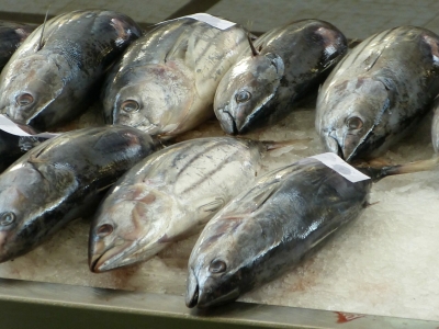 Калининградские предприятия переработали порядка 258 тысяч тонн рыбы