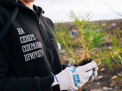 За шесть лет в Мурманской области ликвидировали свалки и высадили лес
