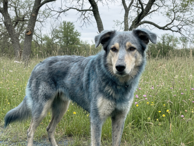 Бастрыкин взял под контроль дело о нападении бродячих собак на ребенка в Екатеринбурге