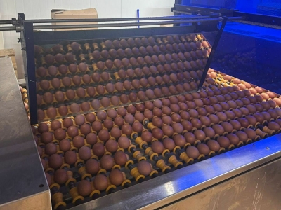 В Астраханской области «Птицефабрика Владимировская» планирует выпускать 240 млн яиц ежегодно