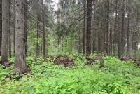 Туризм смещается за город: участок в Ленинском выставлен на торги - Фото