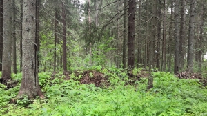 Туризм смещается за город: участок в Ленинском выставлен на торги - Фото