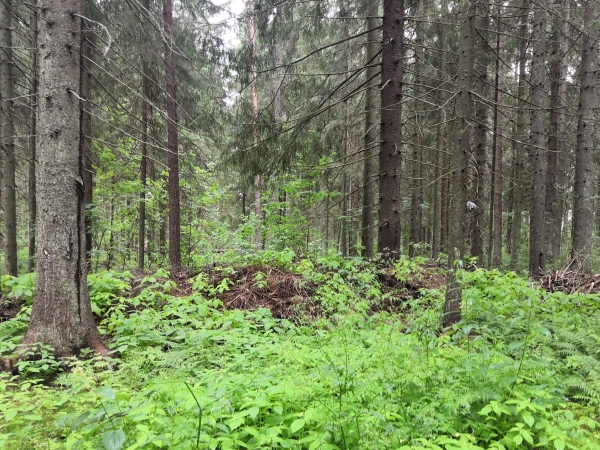Туризм смещается за город: участок в Ленинском выставлен на торги - Фото