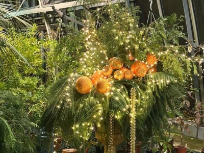 Ботанический сад в Петербурге нарядил финик по традициям жарких стран