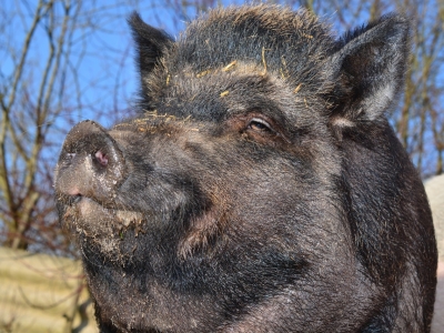 Популяция диких кабанов в Москве демонстрирует значительный рост