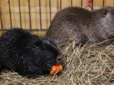 Москвичи выберут имена для новых самок нутрий на ВДНХ