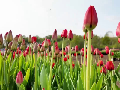 В Мурманске на этой неделе высадили почти 15 тысяч луковиц тюльпанов