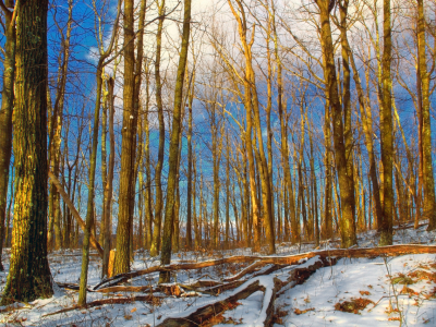 Жителям Подмосковья пообещали теплую неделю