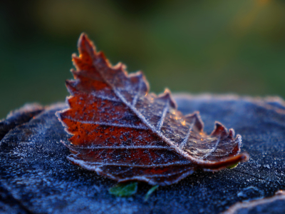 В Московской области минувшей ночью зафиксировали первые заморозки
