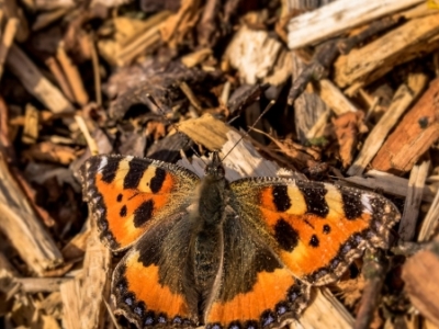 Более 196 тысяч кубометров щепы из Белоруссии привезли в Калужскую область