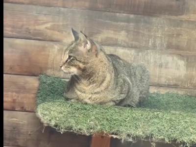 В Астрахани появился редкий кот-гибрид