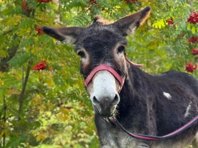 Московский зоопарк готов встретить ослика Жорика