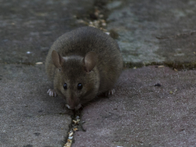 Жители Костромы пожаловались на нашествие крыс