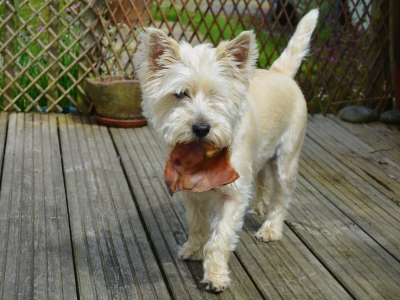 Костромичи пожаловались на рост цен на корма для животных