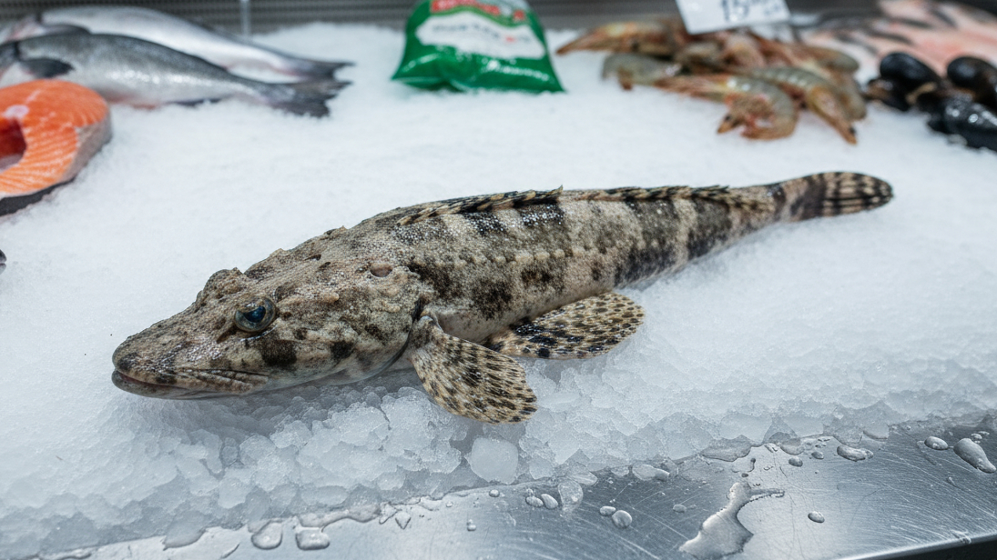 рыба крокодил