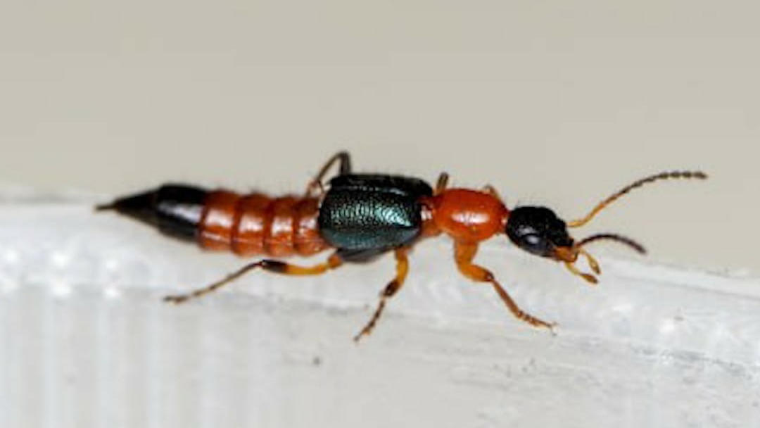 ядовитые жуки томкаты