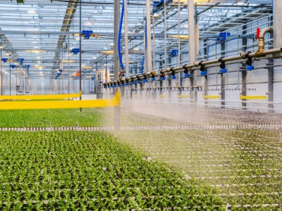 С начала года в Подмосковье собрали более 106 тысяч тонн овощей закрытого грунта