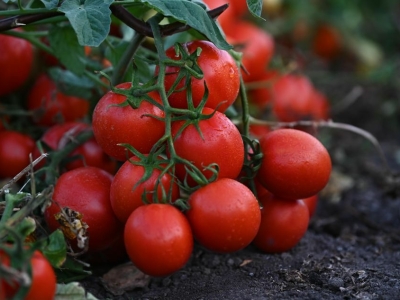 Астраханские томаты уверенно лидируют в России по объему и качеству урожая