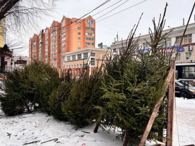 В Вологде будут работать пять елочных базаров
