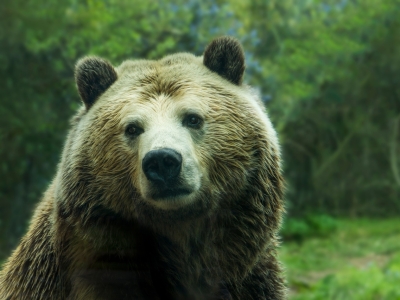 В Калужской области стало меньше бурых медведей