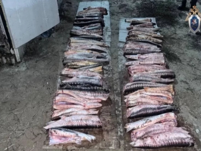 Краснокнижный улов в лодке раскрыл Следком под Астраханью