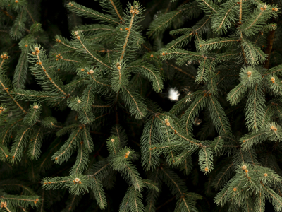 В Выборге принимают новогодние хвойные деревья на переработку