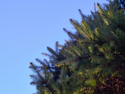 В Мурманской области ужесточат контроль за незаконной вырубкой елей