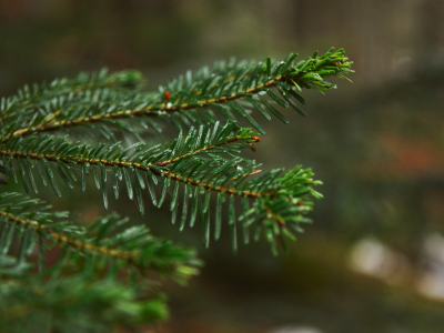 Незаконная вырубка новогодних елей в Санкт-Петербурге грозит серьезными штрафами