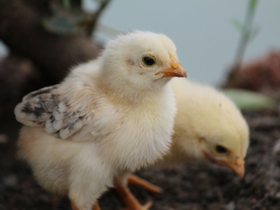 Из Екатеринбурга в Азербайджан отправили крупную партию цыплят