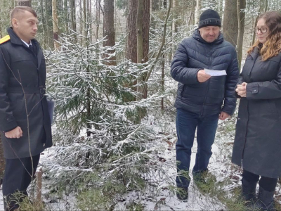 В Ленобласти усилили работу по предотвращению незаконных рубок елей