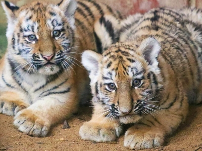 В Москве родились два амурских тигренка