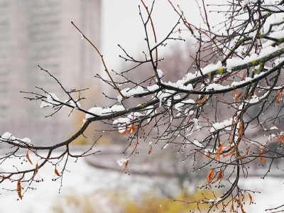 В Москве ожидается метель и сильная гололедица
