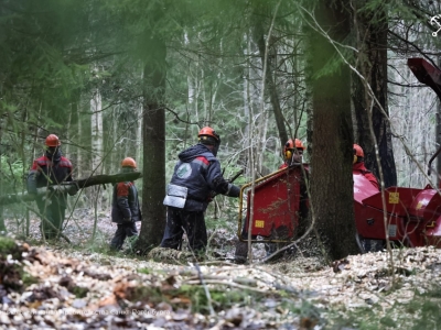 В лесах Петербурга завершаются работы по уборке аварийных и больных деревьев