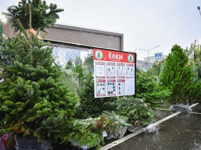 В Химках открылись елочные базары