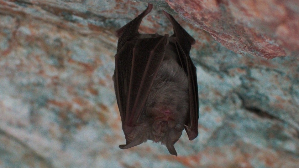 летучая мышь