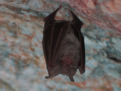 В Москве обитают шесть видов летучих мышей