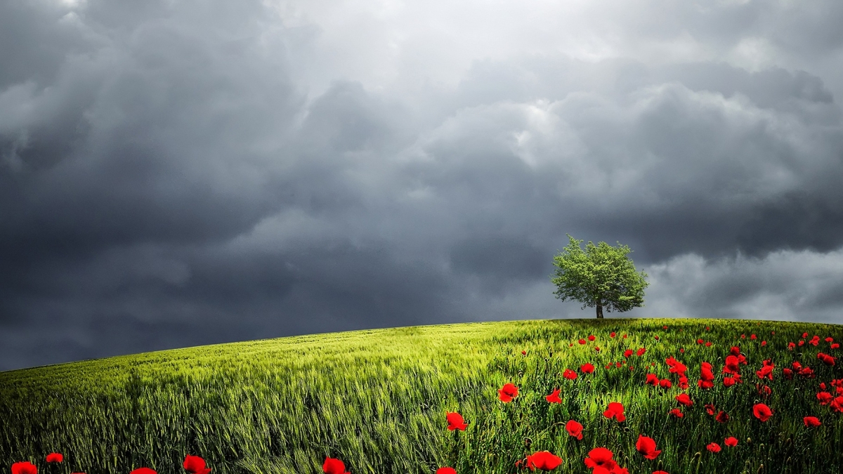 поле, поляна, маки, рай, тучи