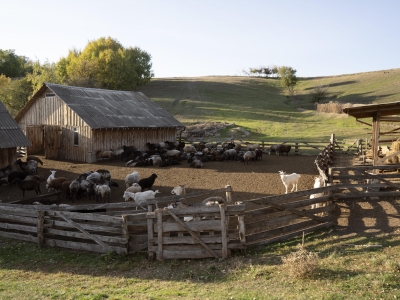 Онлайн-продажи фермеров из Петербурга и Ленобласти выросли более чем в четыре раза