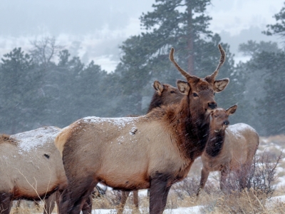 Редкие европейские олени прибыли на ферму в Подмосковье