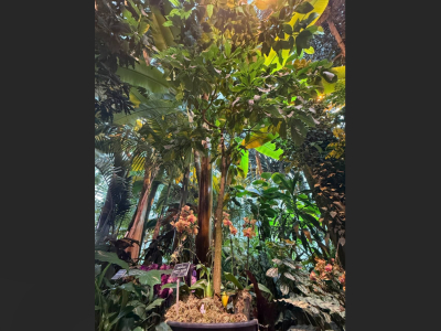 В «Аптекарском огороде» впервые в XXI веке зацвело авокадо