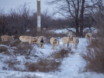 Сайгаки все чаще появляются рядом с Астраханью