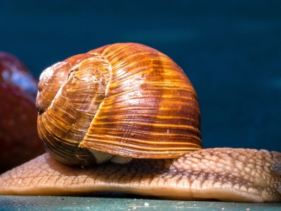 Четыре огромных окаменелых моллюска подняли со дна реки под Костромой