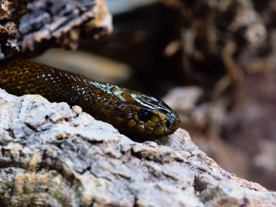 В Москве у семьи изъяли коллекцию редких и ядовитых рептилий