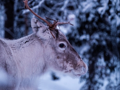 В Ярославской области обитают более двух тысяч оленей и 1300 медведей