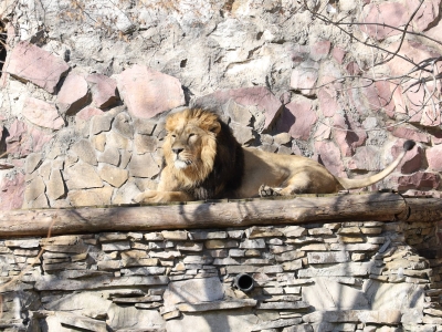 В Московском зоопарке родились около 600 детенышей в 2025 году